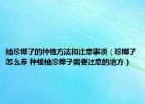 袖珍椰子的種植方法和注意事項(xiàng)（珍椰子怎么養(yǎng) 種植袖珍椰子需要注意的地方）
