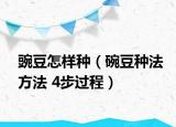 豌豆怎樣種（碗豆種法方法 4步過程）
