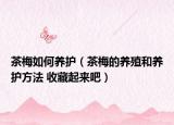 茶梅如何養(yǎng)護(hù)（茶梅的養(yǎng)殖和養(yǎng)護(hù)方法 收藏起來吧）