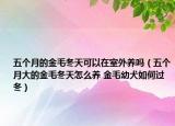 五個(gè)月的金毛冬天可以在室外養(yǎng)嗎（五個(gè)月大的金毛冬天怎么養(yǎng) 金毛幼犬如何過冬）