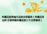 朱槿花的養(yǎng)殖方法和注意事項(xiàng)（朱槿花怎么種 分享種植朱槿花的三個(gè)注意事項(xiàng)）