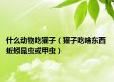 什么動(dòng)物吃獾子（獾子吃啥東西 蚯蚓昆蟲或甲蟲）