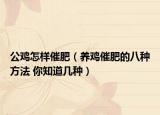 公雞怎樣催肥（養(yǎng)雞催肥的八種方法 你知道幾種）