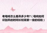 老母雞怎么看養(yǎng)多少年?（母雞如何識(shí)別養(yǎng)的時(shí)間長(zhǎng)短需要一定的經(jīng)驗(yàn)）