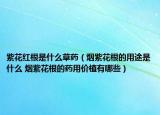 紫花紅根是什么草藥（煙紫花根的用途是什么 煙紫花根的藥用價(jià)植有哪些）