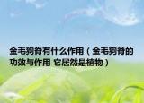 金毛狗脊有什么作用（金毛狗脊的功效與作用 它居然是植物）