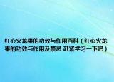 紅心火龍果的功效與作用百科（紅心火龍果的功效與作用及禁忌 趕緊學(xué)習(xí)一下吧）