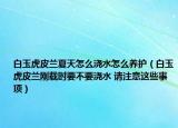 白玉虎皮蘭夏天怎么澆水怎么養(yǎng)護（白玉虎皮蘭剛載時要不要澆水 請注意這些事項）