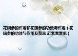 花旗參的作用和花旗參的功效與作用（花旗參的功效與作用及禁忌 趕緊看看吧）