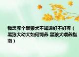 我想養(yǎng)個黑狼犬不知道好不好養(yǎng)（黑狼犬幼犬如何飼養(yǎng) 黑狼犬喂養(yǎng)指南）
