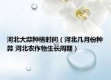 河北大蒜種植時(shí)間（河北幾月份種蒜 河北農(nóng)作物生長(zhǎng)周期）