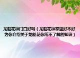 龍船花種門口好嗎（龍船花種家里好不好 為你介紹關(guān)于龍船花你所不了解的知識）