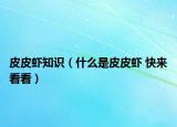 皮皮蝦知識（什么是皮皮蝦 快來看看）