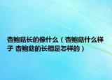 杏鮑菇長的像什么（杏鮑菇什么樣子 杏鮑菇的長相是怎樣的）