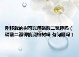 剛移栽的樹(shù)可以用磷酸二氫鉀嗎（磷酸二氫鉀能澆榕樹(shù)嗎 有問(wèn)題嗎）