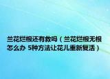 蘭花爛根還有救嗎（蘭花爛根無(wú)根怎么辦 5種方法讓花兒重新復(fù)活）