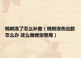 桃樹凍了怎么補(bǔ)救（桃樹凍傷出膠怎么辦 這么做肯定管用）