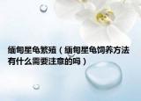 緬甸星龜繁殖（緬甸星龜飼養(yǎng)方法 有什么需要注意的嗎）