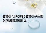 香椿樹可以砍嗎（香椿樹砍頭的時間 應(yīng)該注意什么）