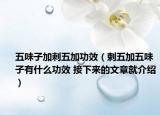 五味子加刺五加功效（剌五加五味子有什么功效 接下來的文章就介紹）