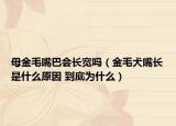 母金毛嘴巴會長寬嗎（金毛犬嘴長是什么原因 到底為什么）