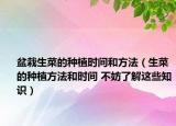 盆栽生菜的種植時間和方法（生菜的種植方法和時間 不妨了解這些知識）
