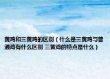 黃雞和三黃雞的區(qū)別（什么是三黃雞與普通雞有什么區(qū)別 三黃雞的特點(diǎn)是什么）