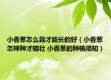 小香蔥怎么栽才能長的好（小香蔥怎樣種才粗壯 小香蔥的種植須知）