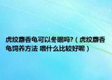 虎紋麝香龜可以冬眠嗎?（虎紋麝香龜飼養(yǎng)方法 喂什么比較好呢）