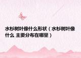 水杉樹葉像什么形狀（水杉樹葉像什么 主要分布在哪里）