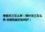 綠植吊蘭怎么養(yǎng)（柳葉吊蘭怎么養(yǎng) 給植物最好的呵護）