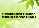 把偵查蜂抓進(jìn)蜂箱能引來(lái)蜜蜂嗎?（怎樣吸引偵查蜂 怎樣誘引偵查蜂）