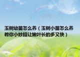 玉樹(shù)幼苗怎么養(yǎng)（玉樹(shù)小苗怎么養(yǎng) 教你小妙招讓嫩葉長(zhǎng)的多又快）