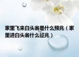 家里飛來白頭翁是什么預(yù)兆（家里進白頭翁什么征兆）