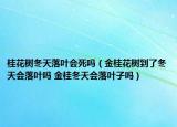 桂花樹冬天落葉會死嗎（金桂花樹到了冬天會落葉嗎 金桂冬天會落葉子嗎）