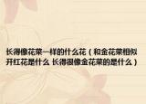 長得像花菜一樣的什么花（和金花菜相似開紅花是什么 長得很像金花菜的是什么）