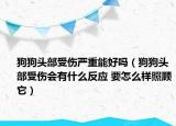 狗狗頭部受傷嚴重能好嗎（狗狗頭部受傷會有什么反應 要怎么樣照顧它）