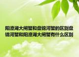 陽澄湖大閘蟹和盤錦河蟹的區(qū)別盤錦河蟹和陽澄湖大閘蟹有什么區(qū)別