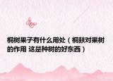 桐樹果子有什么用處（桐麩對果樹的作用 這是種樹的好東西）