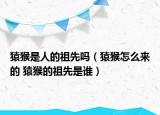 猿猴是人的祖先嗎（猿猴怎么來的 猿猴的祖先是誰）