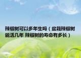 辣椒樹可以多年生嗎（盆栽辣椒樹能活幾年 辣椒樹的壽命有多長）
