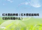 紅木香的養(yǎng)植（紅木香能盆栽嗎 它的作用是什么）