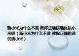 新小米為什么不黃 教你正確挑選優(yōu)質(zhì)小米呢（新小米為什么不黃 教你正確挑選優(yōu)質(zhì)小米）