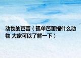 動物的芭蕾（孤單芭蕾指什么動物 大家可以了解一下）