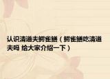 認識清道夫鱷雀鱔（鱷雀鱔吃清道夫嗎 給大家介紹一下）
