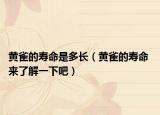 黃雀的壽命是多長(zhǎng)（黃雀的壽命 來(lái)了解一下吧）