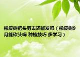 橡皮樹(shù)把頭剪去還能發(fā)嗎（橡皮樹(shù)9月能砍頭嗎 種植技巧 多學(xué)習(xí)）