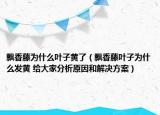 飄香藤為什么葉子黃了（飄香藤葉子為什么發(fā)黃 給大家分析原因和解決方案）