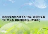 鴻運(yùn)當(dāng)頭怎么養(yǎng)葉子不干枯（鴻運(yùn)當(dāng)頭有干葉怎么辦 多長時(shí)間進(jìn)行一次澆水）