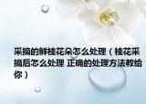 采摘的鮮桂花朵怎么處理（桂花采摘后怎么處理 正確的處理方法教給你）